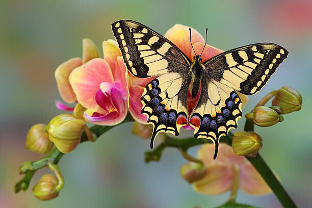 Leinwand Poster, Bilder Old World Swallowtail Butterfly, Papilio machaon, Darrell Gulin, 90 × 60 cm