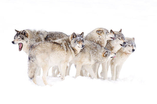 Leinwand Poster, Bilder Timber wolf family, Jim Cumming, 90 × 60 cm