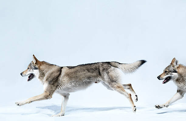 Leinwand Poster, Bilder 2 wolves running, Henrik Sorensen, 90 × 60 cm