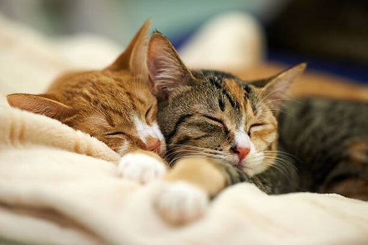 Leinwand Poster, Bilder Sleeping Kittens, Akimasa Harada, 90 × 60 cm
