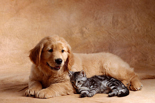 Leinwand Poster, Bilder Kitten Leaning Against Golden Retriever Puppy, Don Mason, 90 × 60 cm