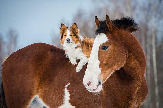 Leinwand Poster, Bilder Draft horse and red border collie dog, vikarus, 90 × 60 cm