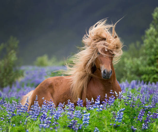Leinwand Poster, Bilder Horse running by lupines, Arctic-Images, 80 × 65 cm