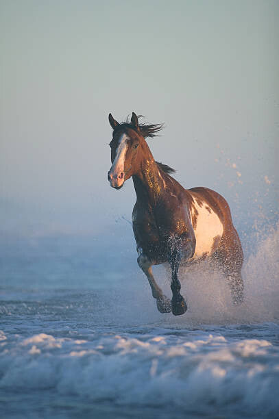 Leinwand Poster, Bilder Horse  running through surf, evening, John Giustina, 60 × 90 cm