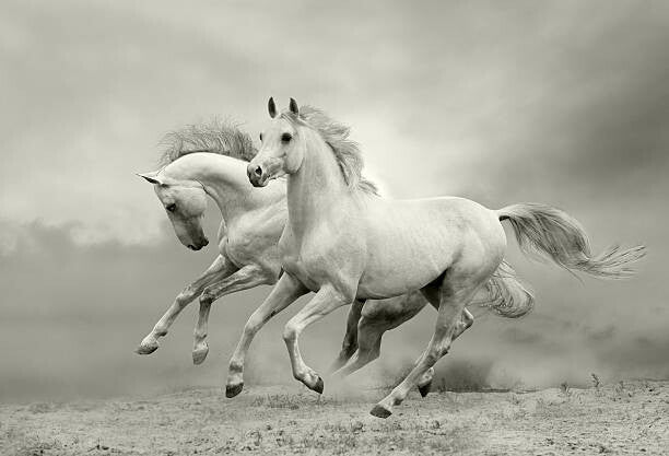Leinwand Poster, Bilder white horses run, mari_art, 90 × 60 cm
