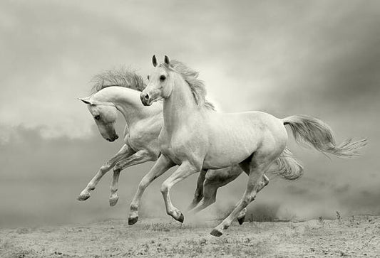 Leinwand Poster, Bilder white horses run, mari_art, 90 × 60 cm