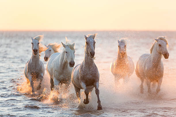 Leinwand Poster, Bilder White horses running through water, The Camargue, Peter Adams, 90 × 60 cm
