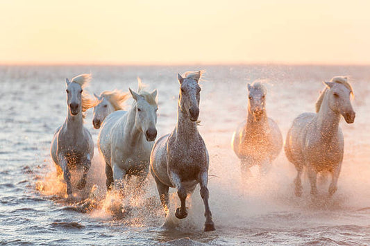 Leinwand Poster, Bilder White horses running through water, The Camargue, Peter Adams, 90 × 60 cm