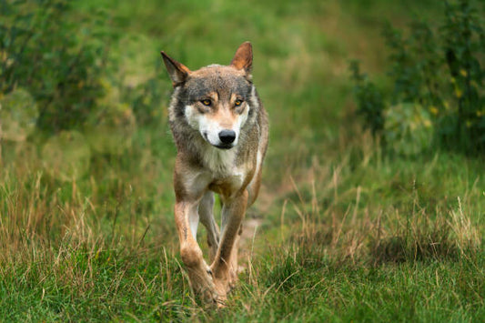 Leinwand Poster, Bilder close up of a running wolf, winyuu, 90 × 60 cm