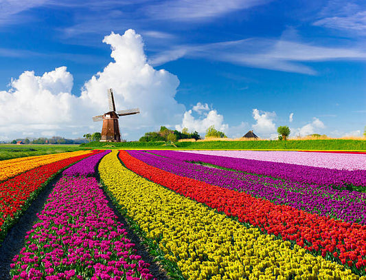 Leinwand Poster, Bilder Tulips and Windmills, JacobH, 90 × 70 cm