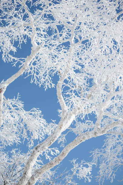 Leinwand Poster, Bilder Frost covered branches against blue sky, Alexandra Scotcher, 60 × 90 cm