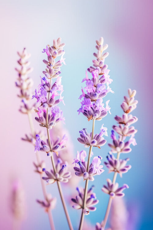 Leinwand Poster, Bilder Lavender, 60 × 90 cm
