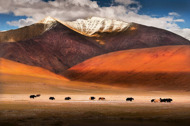 Leinwand Poster, Bilder Wild yaks in Ladakh, India., Nabarun Bhattacharya, 90 × 60 cm