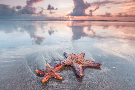 Leinwand Poster, Bilder Starfish on beach, IvanMikhaylov, 90 × 60 cm