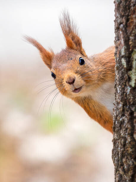 Leinwand Poster, Bilder Close-up of squirrel on tree trunk,Tumba,Botkyrka,Sweden, mange6699 / 500px, 60 × 80 cm