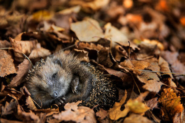 Leinwand Poster, Bilder European hedgehog  is sleeping in, DieterMeyrl, 90 × 60 cm