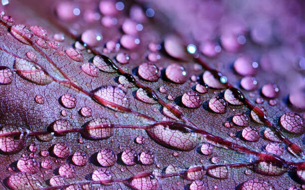 Leinwand Poster, Bilder water drops, Cristian Prisecariu, 90 × 55 cm