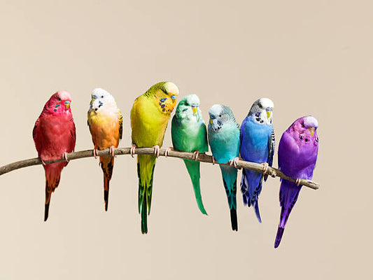 Leinwand Poster, Bilder Rainbow row of budgies sat on a branch, John Scott, 80 × 60 cm