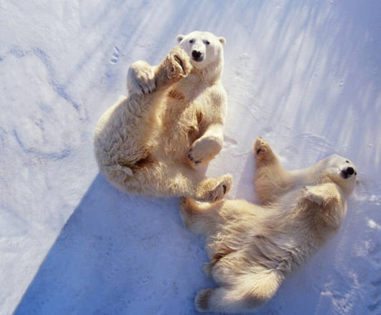 Leinwand Poster, Bilder Polar bears  lying on backs,, George Lepp, 80 × 65 cm