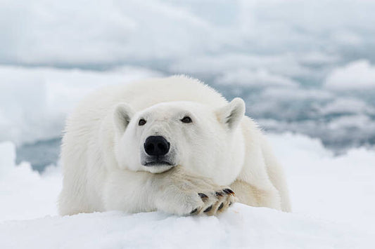 Leinwand Poster, Bilder Polar bear, dagsjo, 75 × 50 cm