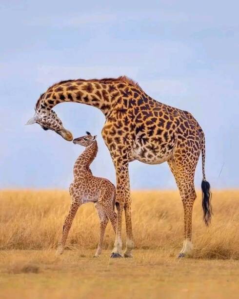 Leinwand Poster, Bilder Giraffes, Ayanda Madondo, 70 × 90 cm
