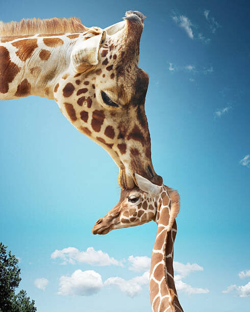 Leinwand Poster, Bilder Mother giraffe nuzzling calf's head, Gandee Vasan, 70 × 90 cm