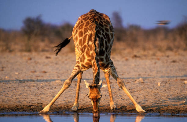 Leinwand Poster, Bilder Southern Giraffe Drinking at Water Hole, Martin Harvey, 90 × 60 cm