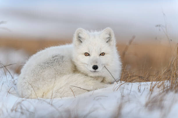 Leinwand Poster, Bilder Wild arctic fox  in tundra, Alexey_Seafarer, 90 × 60 cm