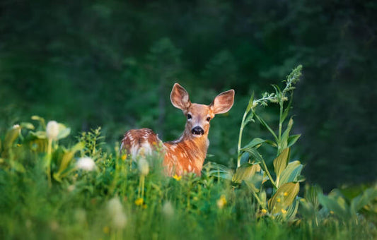 Leinwand Poster, Bilder Bambi Deer Fawn, Adria  Photography, 100 × 65 cm