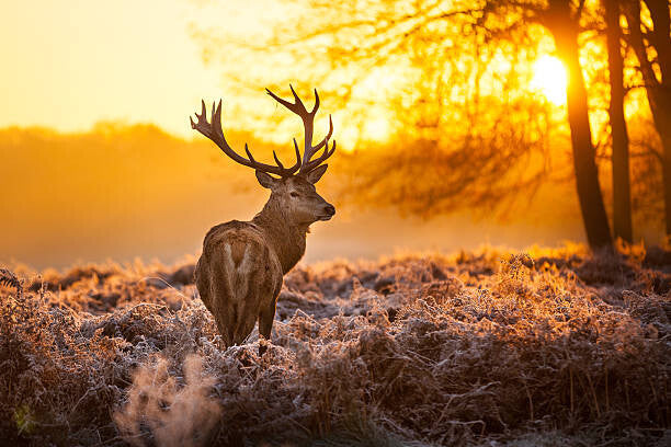 Leinwand Poster, Bilder Red deer, arturasker, 90 × 60 cm