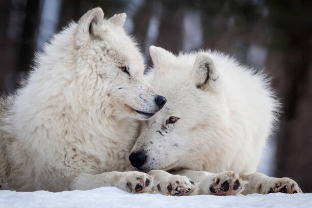 Leinwand Poster, Bilder Wolf Love, Rick Mousseau Photography, 90 × 60 cm