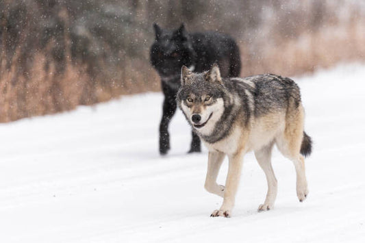 Leinwand Poster, Bilder Wild Wolves, canis lupus, in the Canadian Rockies, Colleen Gara, 90 × 60 cm