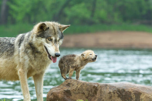 Leinwand Poster, Bilder Gray Wolf pup and adult, Stan Tekiela Author / Naturalist / Wildlife Photographer, 90 × 60 cm