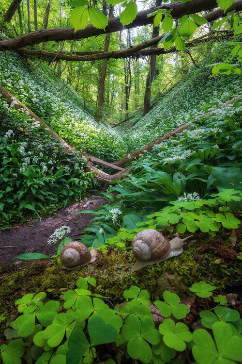 Leinwand Poster, Bilder Happy snails, 60 × 90 cm