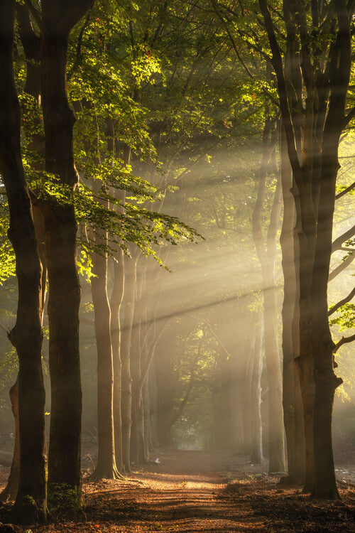 Leinwand Poster, Bilder Magical sunrays, 60 × 90 cm