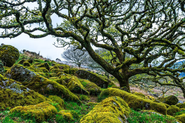 Leinwand Poster, Bilder Wistman's Wood trees, Rob Maynard, 90 × 60 cm