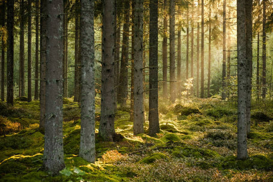 Leinwand Poster, Bilder Evening sun shining in spruce forest, Schon, 90 × 60 cm