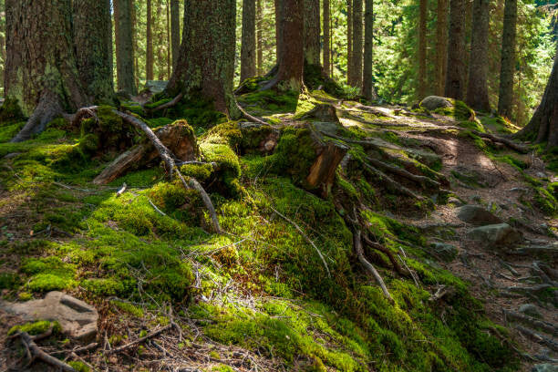 Leinwand Poster, Bilder Sunny spring forest in Carpathian mountains., Mny-Jhee, 90 × 60 cm