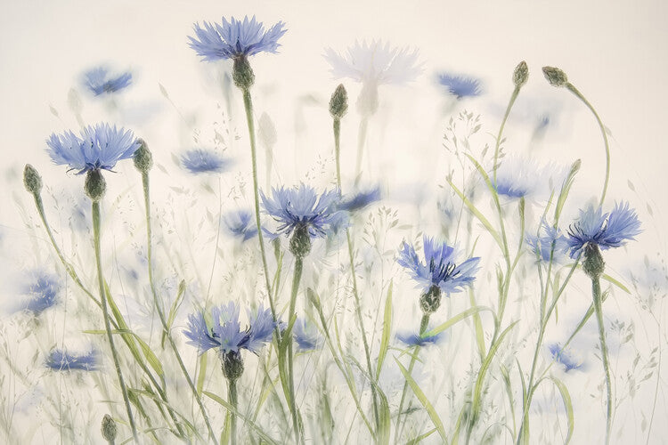 Leinwand Poster, Bilder Cornflowers, Nel Talen, 90 × 60 cm