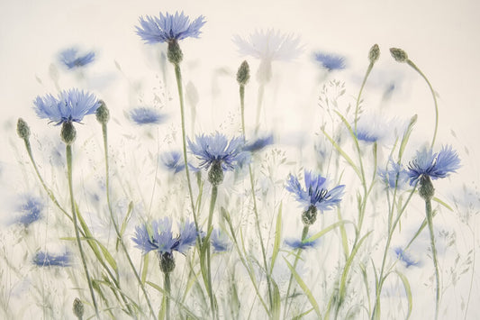 Leinwand Poster, Bilder Cornflowers, Nel Talen, 90 × 60 cm
