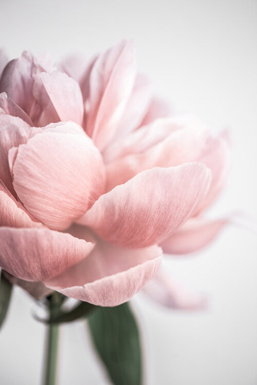 Leinwand Poster, Bilder Peony 3, Mareike Böhmer, 60 × 90 cm