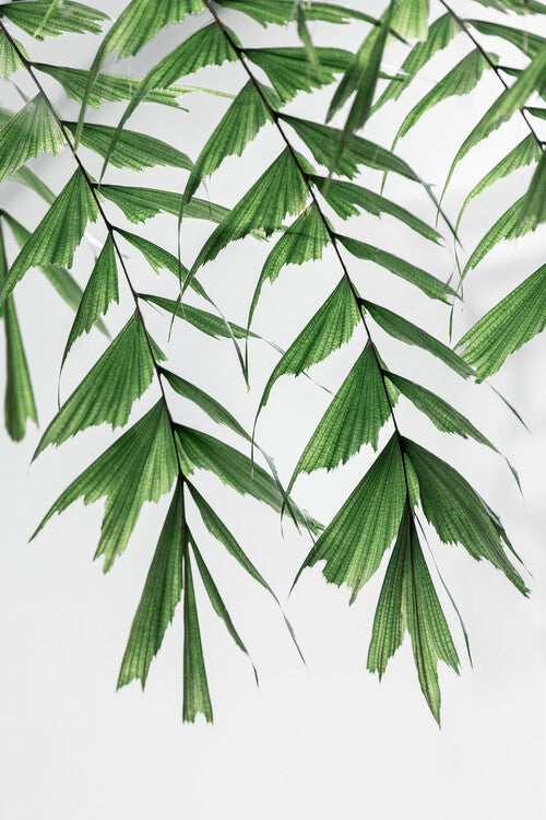 Leinwand Poster, Bilder Summer Branches, Mareike Böhmer, 60 × 90 cm