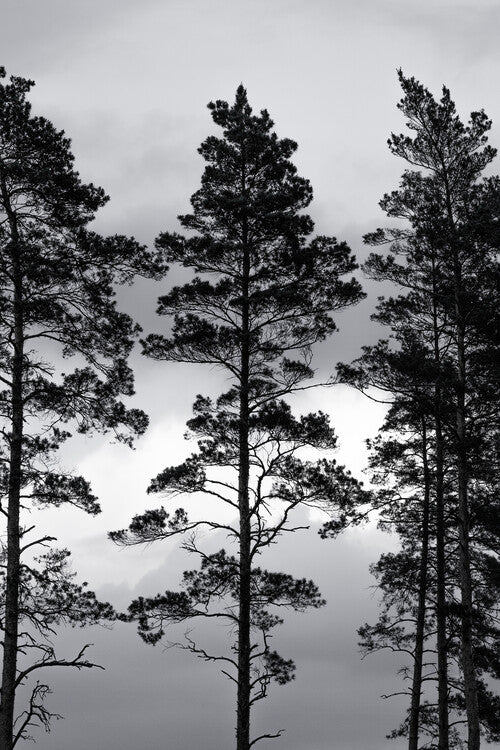 Leinwand Poster, Bilder Swedish Trees, Mareike Böhmer, 60 × 90 cm