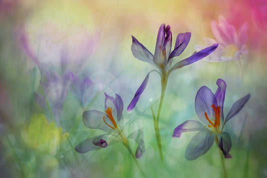 Leinwand Poster, Bilder A bouquet of springflowers, Hilda van der Lee, 90 × 60 cm