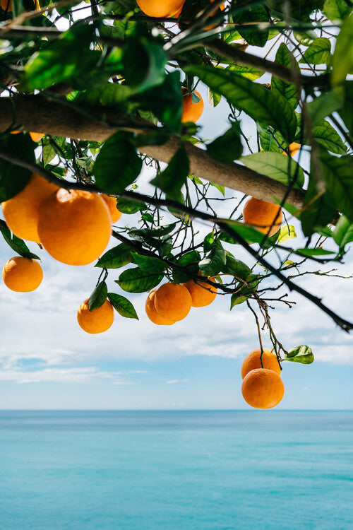 Leinwand Poster, Bilder Amalfi Coast Oranges, Bethany Young, 60 × 90 cm