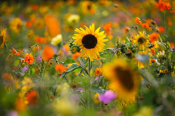 Leinwand Poster, Bilder Summer meadow with sunflowers, Westend61, 90 × 60 cm
