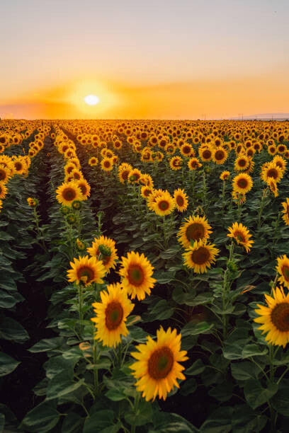 Leinwand Poster, Bilder Sunflower field, Olga Rolenko, 60 × 90 cm