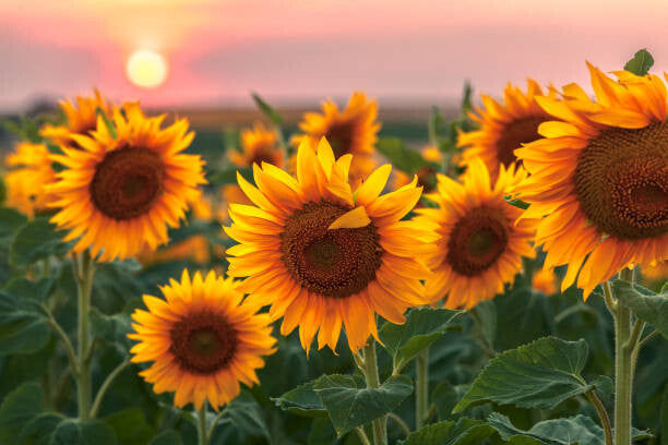 Leinwand Poster, Bilder Sunset Flowers, Evgeni Dinev Photography, 90 × 60 cm