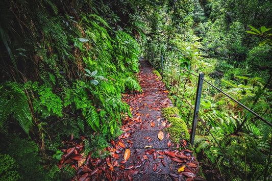 Leinwand Poster, Bilder Natur, Wald, 90 × 60 cm