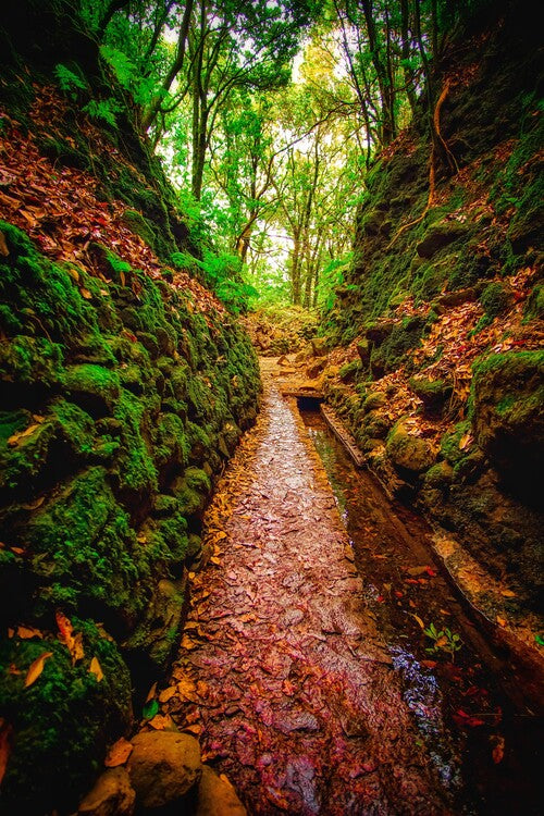Leinwand Poster, Bilder Natur, Wald, 60 × 90 cm